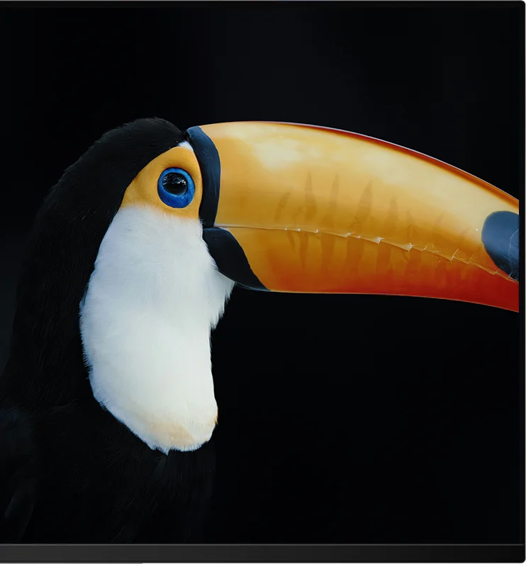 HDR-Bild eines Tukans auf schwarzem Hintergrund auf dem Kuycon Q32S, das den Kontrast auf Pixelebene zeigt